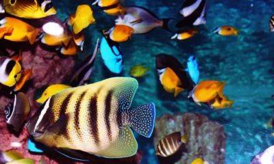 small saltwater fish