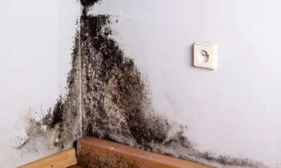 types of mold in homes
