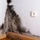 types of mold in homes