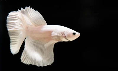 over halfmoon betta white