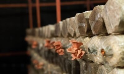 Mushroom Bag Grow Kits