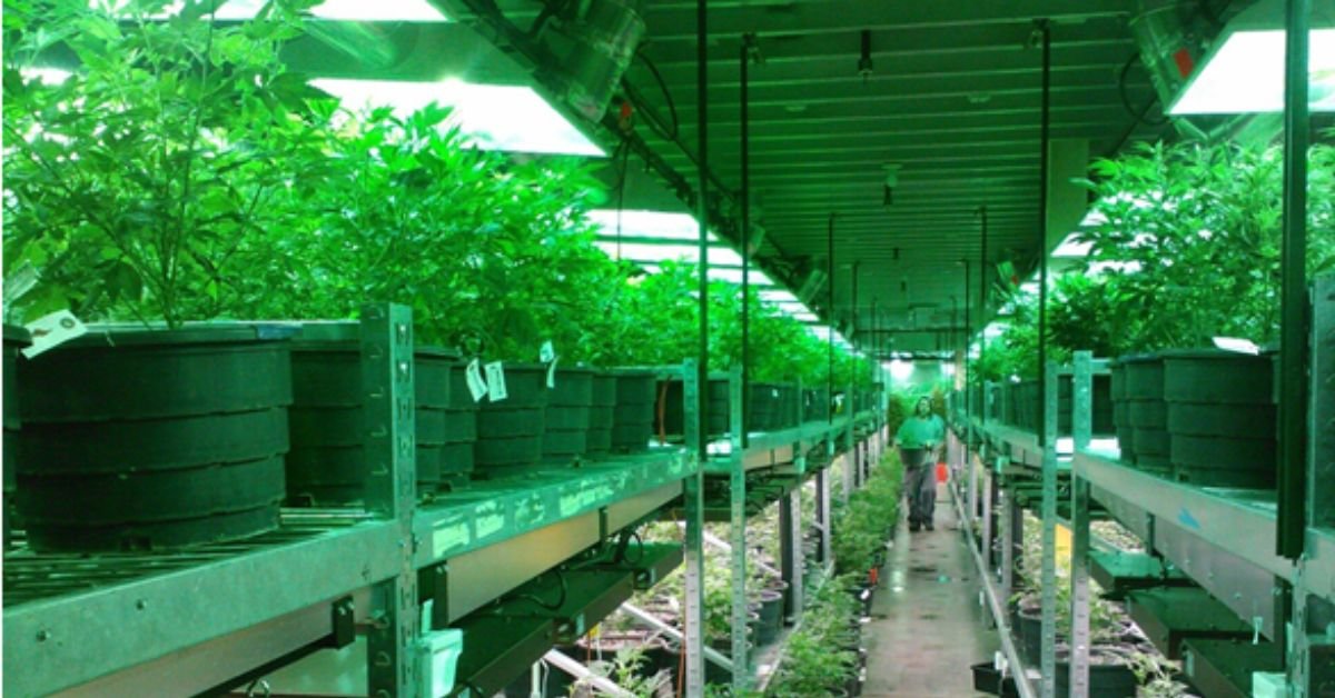 4 Factors When Selecting the Right Cannabis Strain for Vape Cartridges