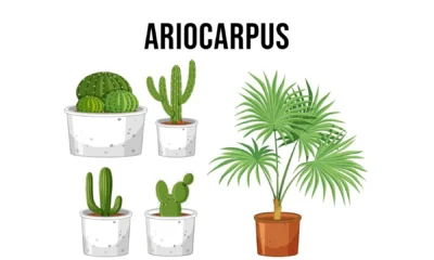 ariocarpus