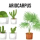 ariocarpus