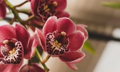 phalaenopsis gigantea