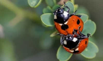 what do ladybugs eat