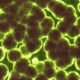 Microbiome Diversity in Wellness