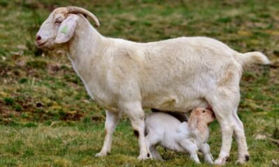 Goat Milk