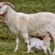 Goat Milk