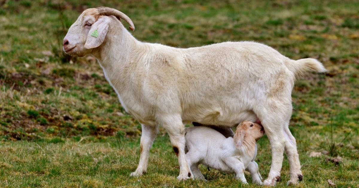 Goat Milk