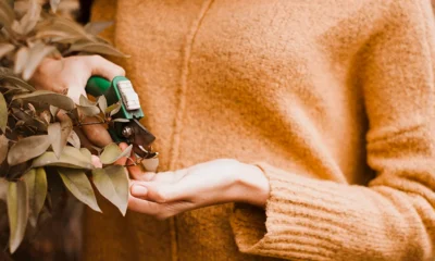 essential oils for insect bites