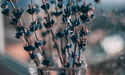 spring aesthetic wallpaper