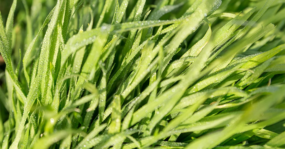 kentucky bluegrass seed